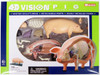 Aoshima 78211 4D Vision No.1 Pig Anatomy Model Non-scale Kit
