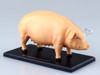 Aoshima 78211 4D Vision No.1 Pig Anatomy Model Non-scale Kit