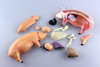 Aoshima 78211 4D Vision No.1 Pig Anatomy Model Non-scale Kit