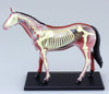 Aoshima 4D Vision No.4 Horse Anatomy Model Non-scale Kit