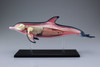 Aoshima 4D Vision No.7 Dolphin Anatomy Model Non-scale Kit