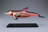 Aoshima 4D Vision No.7 Dolphin Anatomy Model Non-scale Kit