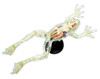Aoshima 88371 4D Vision No.13 Frog Anatomy Model Non-scale Kit