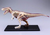 Aoshima 4D Vision No.22 T-Rex Anatomy Model Non-scale Kit