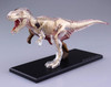 Aoshima 4D Vision No.22 T-Rex Anatomy Model Non-scale Kit