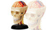 Aoshima 4D Vision Cranial Nerve Skull Plastic Model