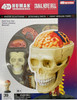 Aoshima 4D Vision Cranial Nerve Skull Plastic Model