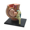 Aoshima 78150 4D Vision Human Anatomy Model No.6 Pregnancy Pelvis Non-scale Kit