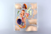 Aoshima 78150 4D Vision Human Anatomy Model No.6 Pregnancy Pelvis Non-scale Kit