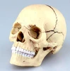 Aoshima 4D Vision Human Anatomy Model No.23 Head 1/2 Scale Kit