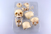 Aoshima 4D Vision Human Anatomy Model No.23 Head 1/2 Scale Kit