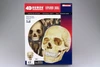 Aoshima 4D Vision Human Anatomy Model No.23 Head 1/2 Scale Kit