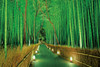 Epoch Jigsaw Puzzle 23-546 Light Up Bamboo Forest in Sagano (2016 S-Pieces)