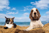 Epoch Jigsaw Puzzle 26-260 Cat and Dog By The Beach (300 Pieces)