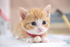Yanoman Jigsaw Puzzle 03-902 Fluffy Kitten (300 Pieces)