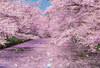 Beverly Jigsaw Puzzle 33-184 Cherry Blossom in Hirosaki Castle Park Aomori (300 Pieces)
