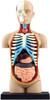 Aoshima 107119 4D Vision No.01 Torso Anatomical Model Non-scale Kit