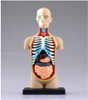 Aoshima 107119 4D Vision No.01 Torso Anatomical Model Non-scale Kit