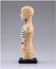 Aoshima 107119 4D Vision No.01 Torso Anatomical Model Non-scale Kit