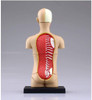 Aoshima 107119 4D Vision No.01 Torso Anatomical Model Non-scale Kit