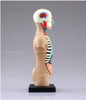 Aoshima 107119 4D Vision No.01 Torso Anatomical Model Non-scale Kit