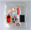 Aoshima 107119 4D Vision No.01 Torso Anatomical Model Non-scale Kit