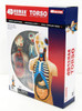 Aoshima 107119 4D Vision No.01 Torso Anatomical Model Non-scale Kit