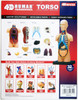 Aoshima 107119 4D Vision No.01 Torso Anatomical Model Non-scale Kit