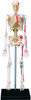 Aoshima 107119 4D Vision No.08 Whole Body Skeleton Model Non-scale Kit