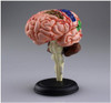 Aoshima 107133 4D Vision No.12 The Brain Model Non-scale Kit