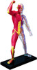 Aoshima 107140 4D Vision No.13 Human Muscles Model Non-scale Kit