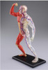 Aoshima 107140 4D Vision No.13 Human Muscles Model Non-scale Kit