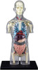 Aoshima 107157 4D Vision No.14 Transparent Torso Model Non-scale Kit