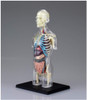 Aoshima 107157 4D Vision No.14 Transparent Torso Model Non-scale Kit