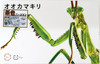 Fujimi 170978 Biology Research No 23 EX1 Tenodera Aridifolia Brown (Japanese Giant Mantis) Model Kit