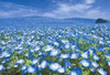 Yanoman Jigsaw Puzzle 03-911 Beautiful Blue Field in Ibaraki Japan (300 Pieces)