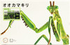 Fujimi Research Series Tenodera Aridifolia Clear Green (Japanese Giant Mantis) Special Version Plastic Model