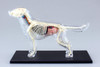 Aoshima 4D Vision Dog Anatomy Plastic Model