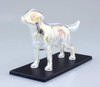 Aoshima 4D Vision Dog Anatomy Plastic Model