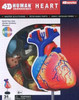 Aoshima 4D Vision Heart Anatomy Plastic Model