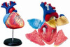 Aoshima 4D Vision Heart Anatomy Plastic Model