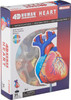 Aoshima 4D Vision Heart Anatomy Plastic Model
