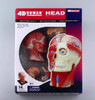 Aoshima 4D Vision Head Anatomy Plastic Model