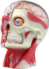 Aoshima 4D Vision Head Anatomy Plastic Model