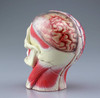 Aoshima 4D Vision Head Anatomy Plastic Model