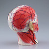 Aoshima 4D Vision Head Anatomy Plastic Model