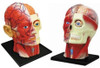 Aoshima 4D Vision Head Anatomy Plastic Model