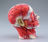 Aoshima 4D Vision Head Anatomy Plastic Model
