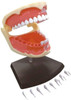 Aoshima 4D Vision Dental Anatomy Plastic Model