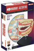Aoshima 4D Vision Dental Anatomy Plastic Model
